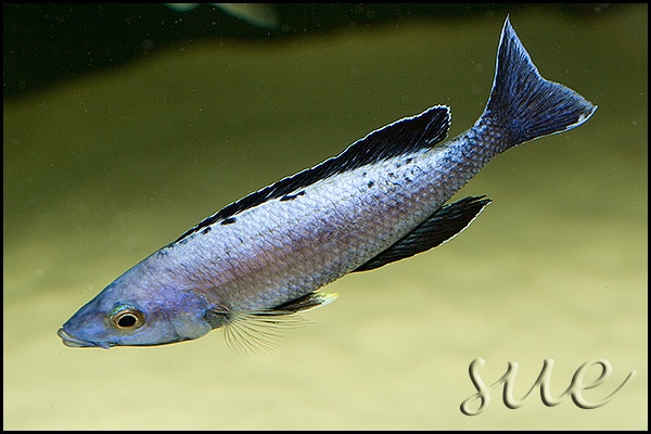 Cyprichromis sp. 'brilliant jumbo' Kitumba